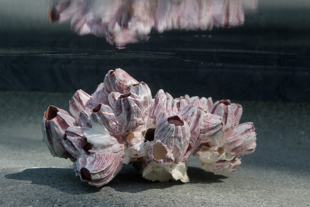 Underwater Altars : Deep Rest